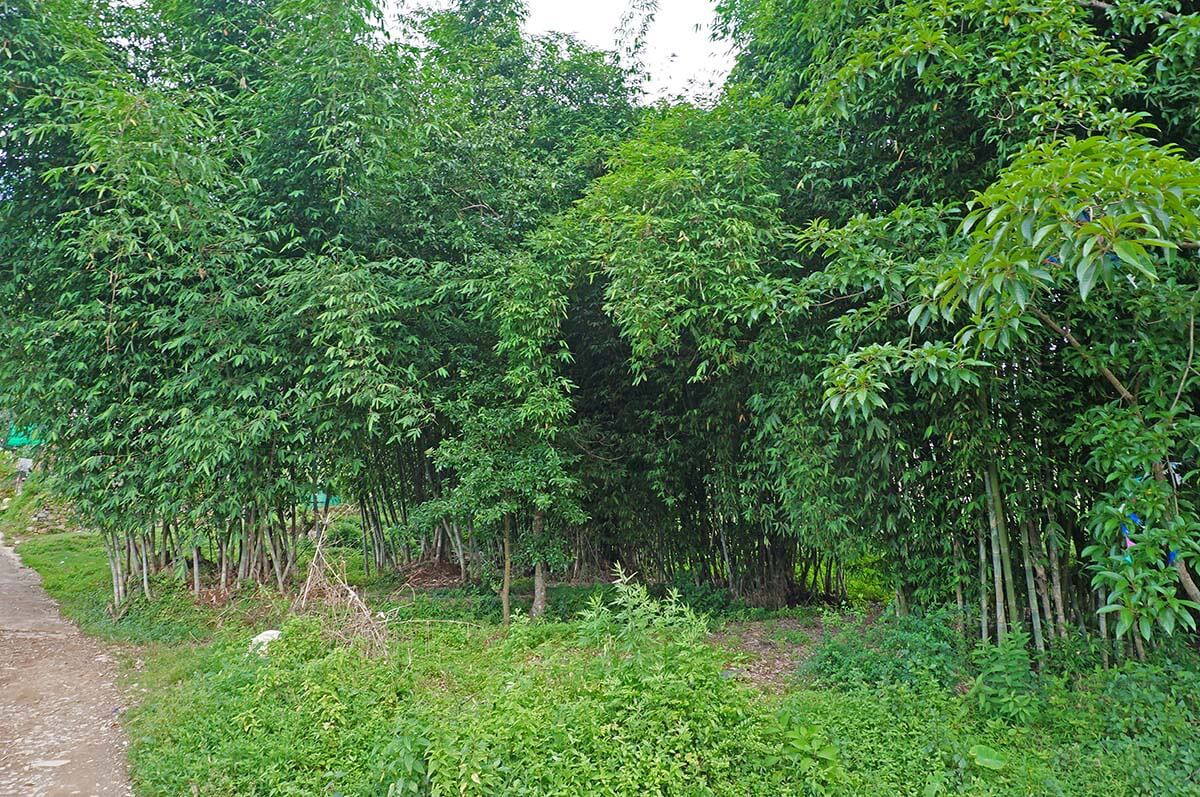 cultivating bamboo