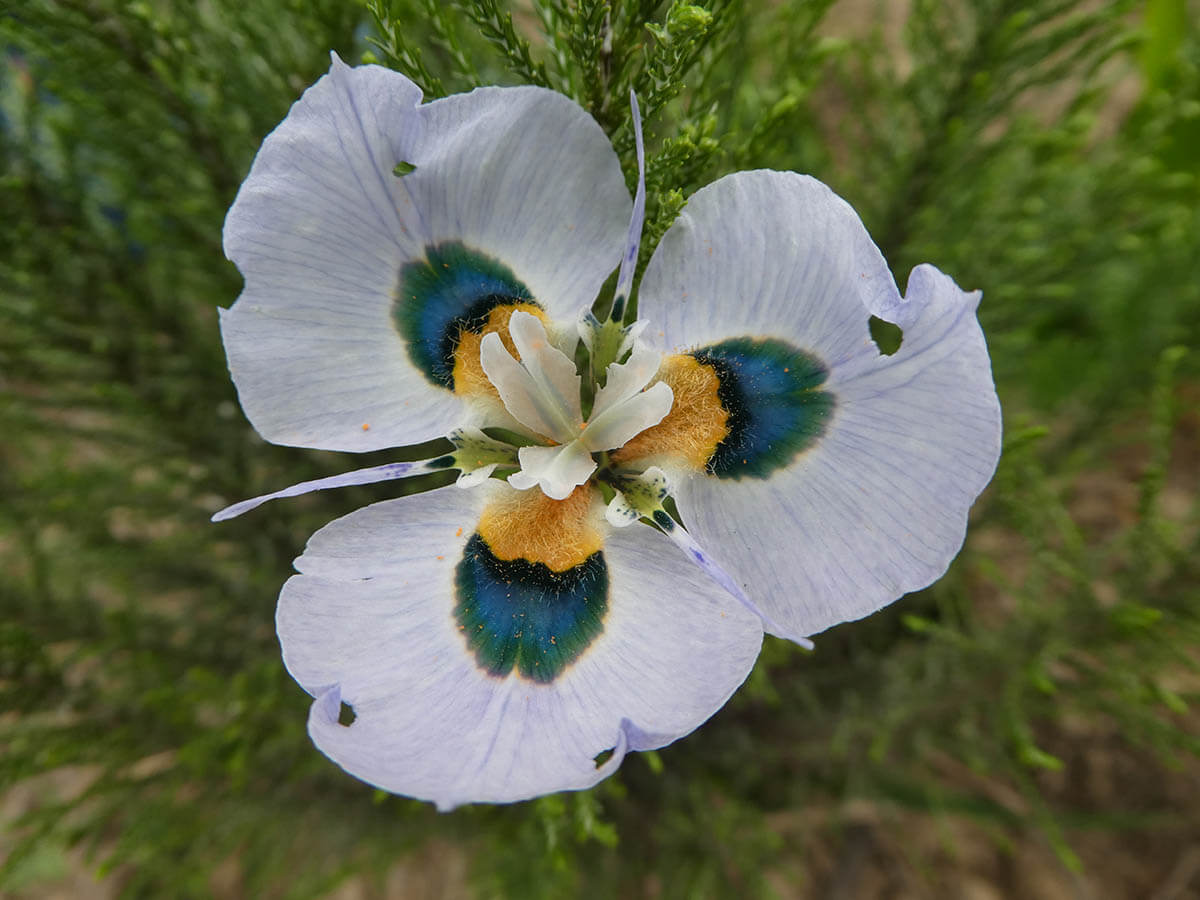 Morea flower 