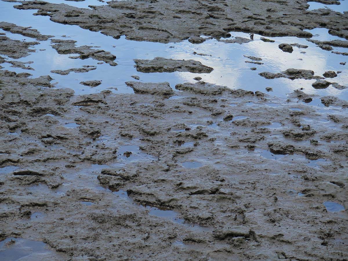 Queensland mudflats