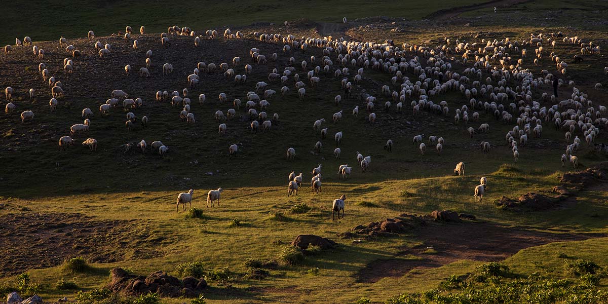 shepherds and flocks