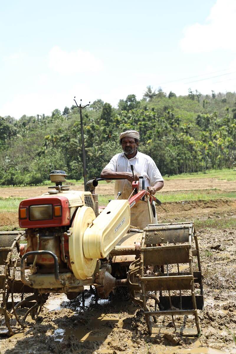 Raman plowing his rice field