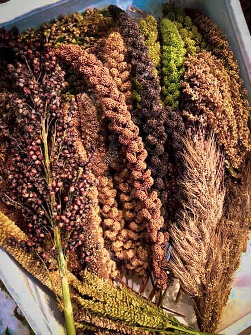 Native millets, gathered at a seed exchange event.