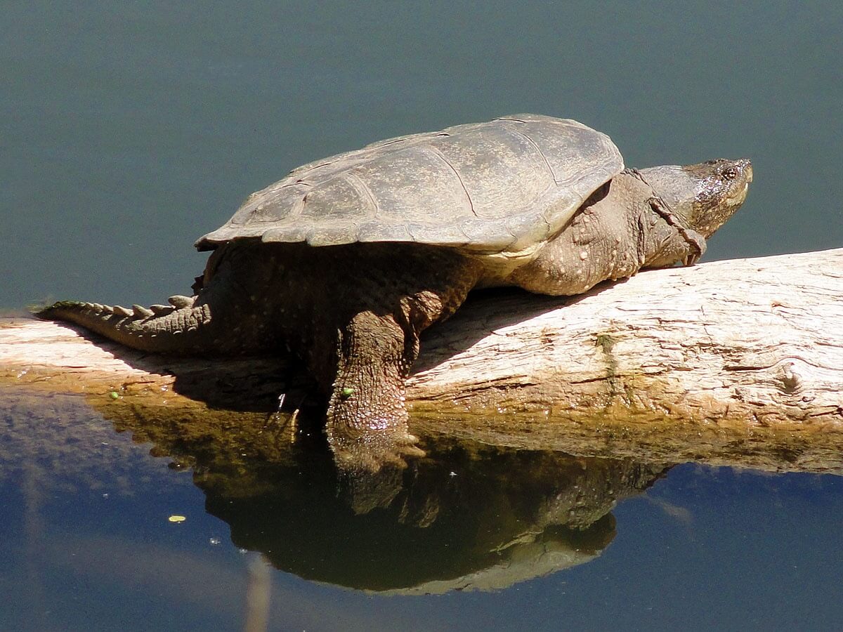 A saligugi or snapping turtle.
