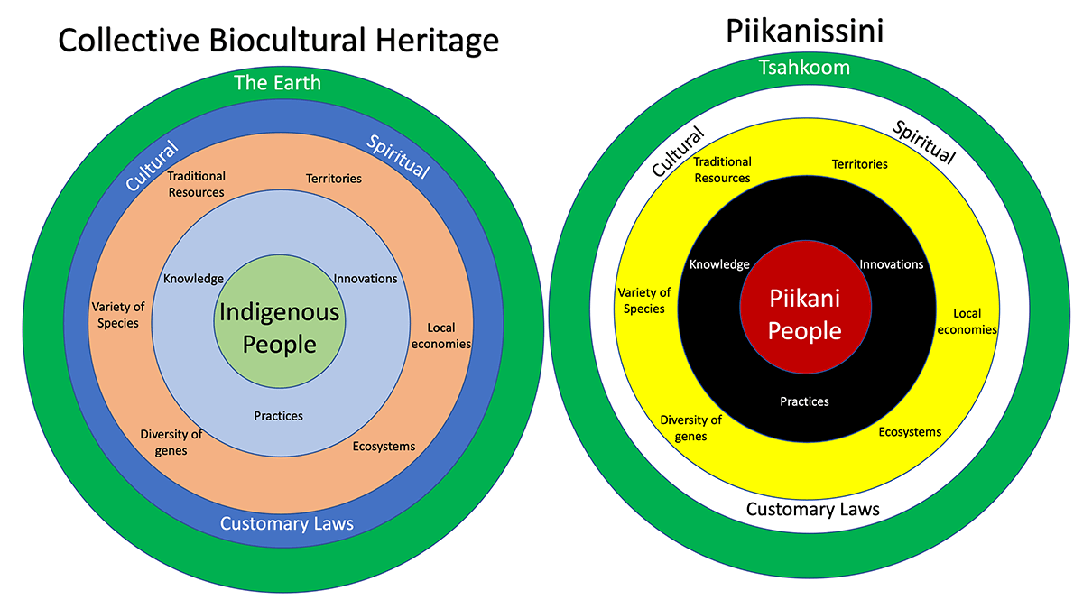 Piikanissini and collective biocultural heritage.